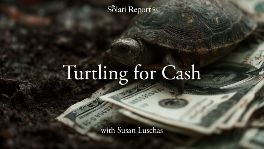 Turtling for Cash with Susan Luschas